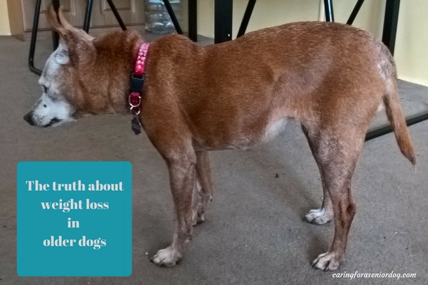 The Truth About Weight Loss in Older Dogs - Caring for a Senior Dog