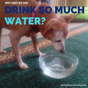 Why Does My Dog Drink So Much Water - Caring for a Senior Dog