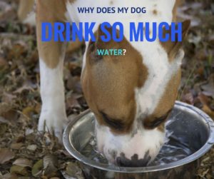 Why Does My Dog Drink So Much Water - Caring for a Senior Dog