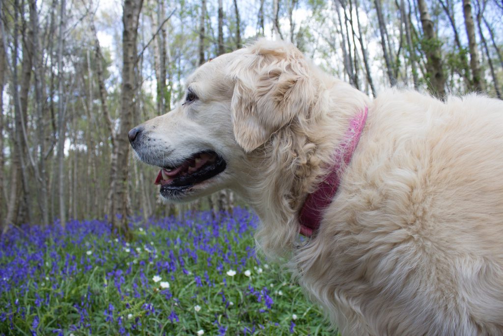 how-to-help-a-dog-with-dementia-caring-for-a-senior-dog