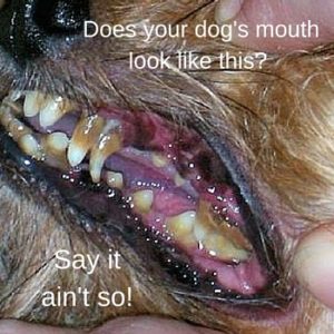 bad breath in dogs is not normal
