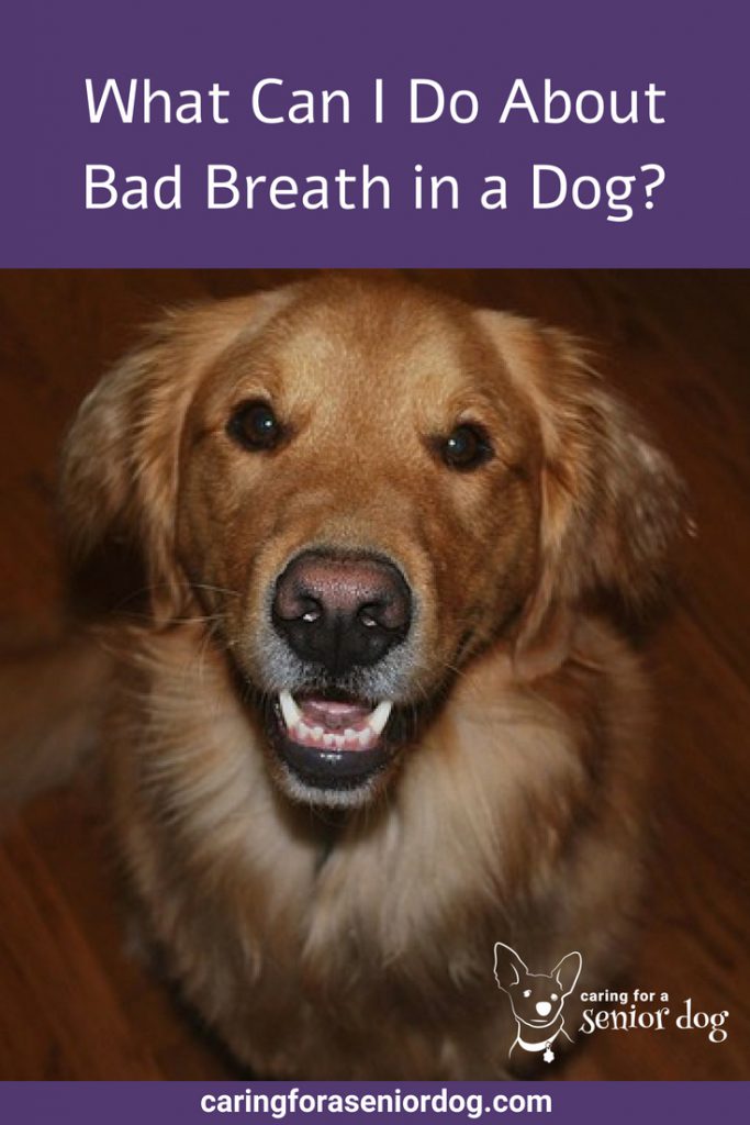 What Can I Do About Bad Breath in a Dog - Caring for a Senior Dog