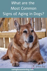 What are the Most Common Signs of Aging in Dogs