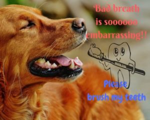 bad breath in dogs