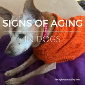 signs of aging in dogs