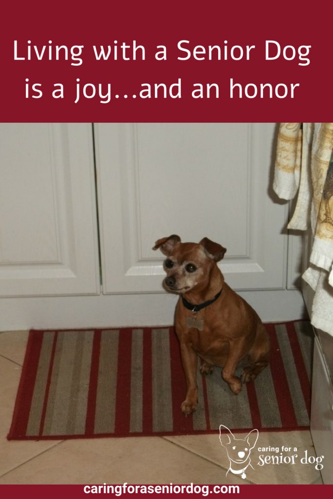 the joy of living with a senior dog