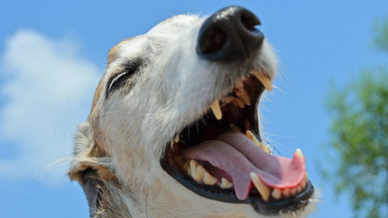 what causes extremely bad breath in dogs