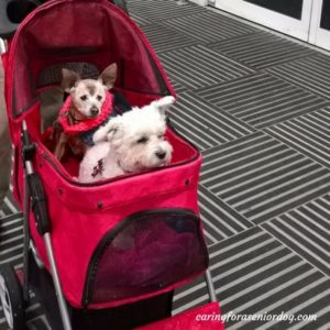 the pet stroller I use for my senior dog Red