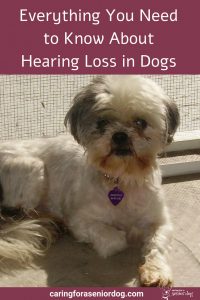 Everything you need to know about hearing loss in dogs