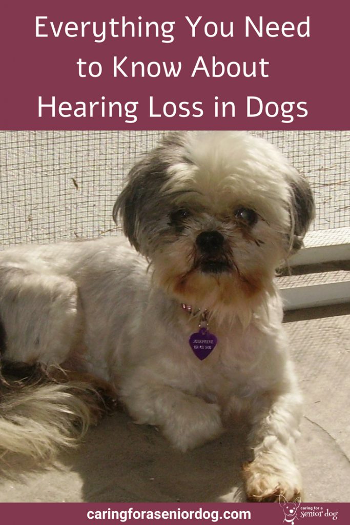 Everything you need to know about hearing loss in dogs Caring for a