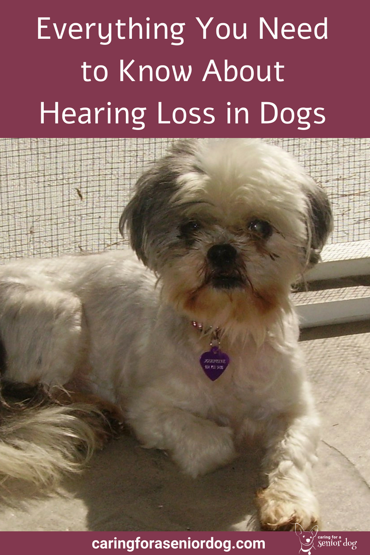 everything-you-need-to-know-about-hearing-loss-in-dogs-caring-for-a