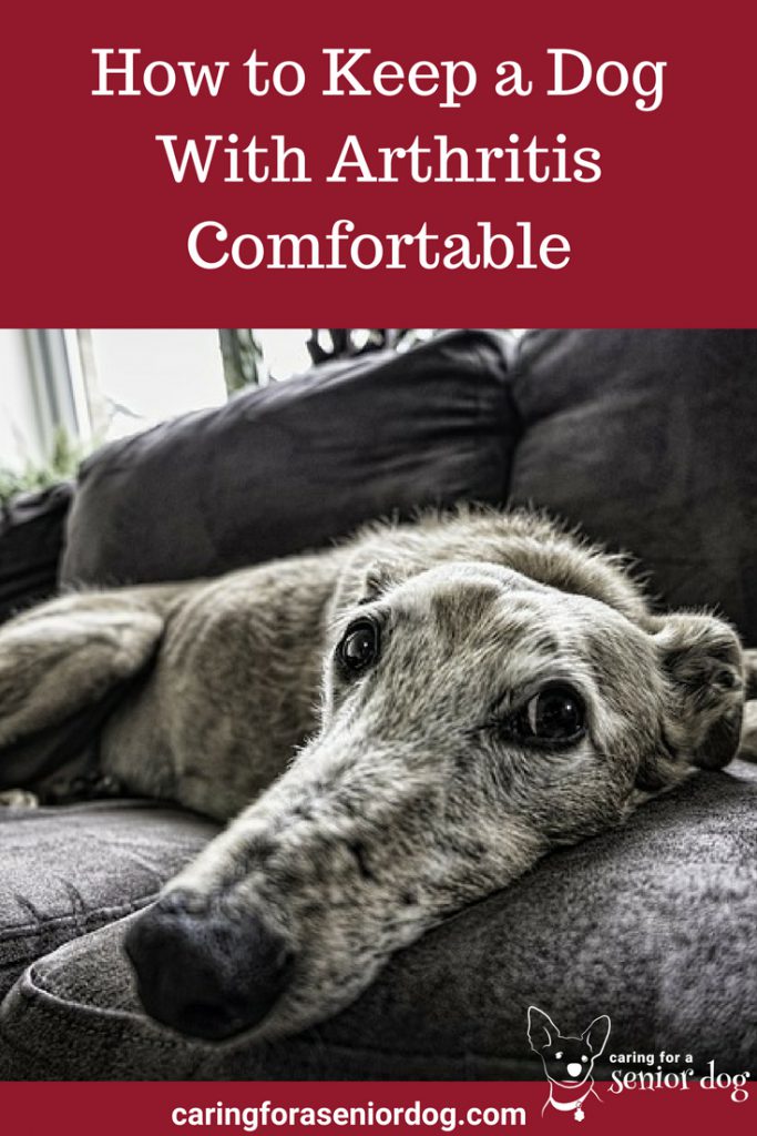 How to Keep a Dog With Arthritis Comfortable