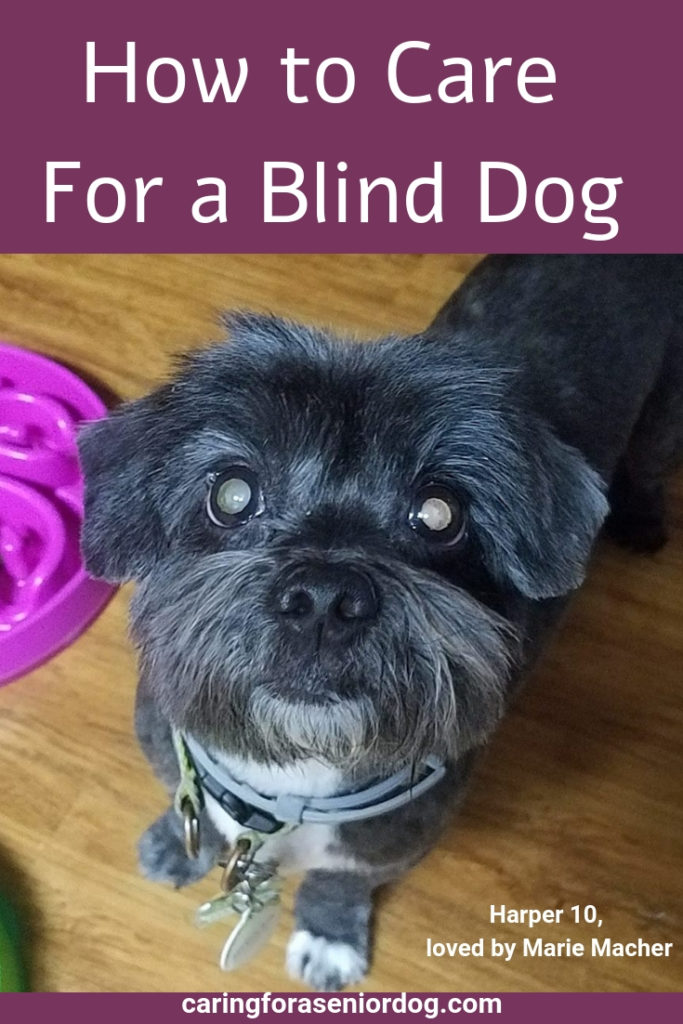 How To Keep Your Blind Dog Safe Caring For A Senior Dog