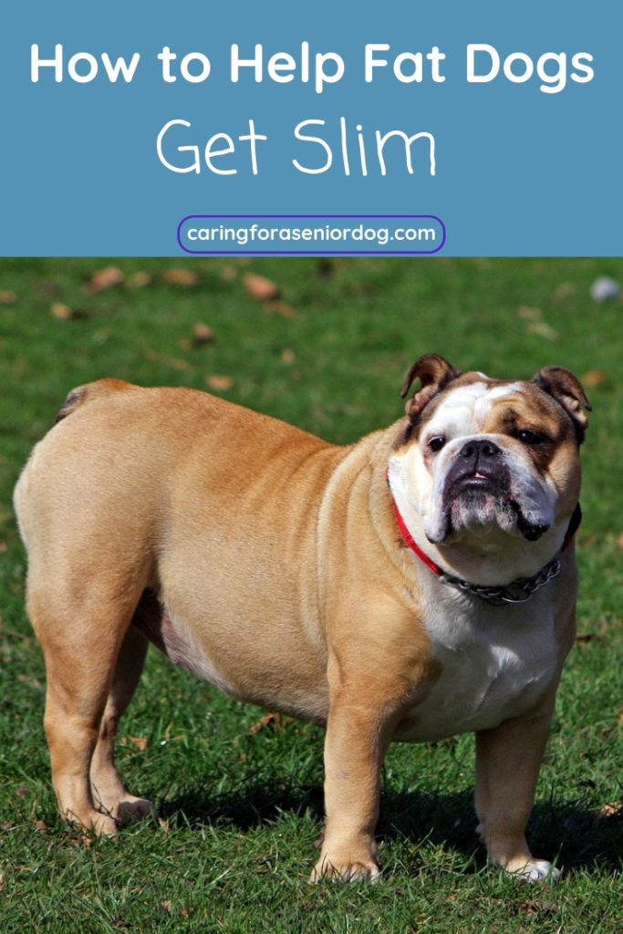 How to help fat dogs get slim