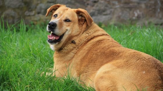 How to help fat dogs get slim