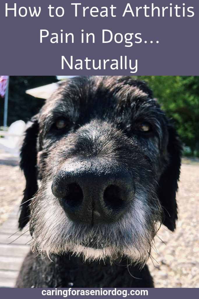 How to treat arthritis pain in dogs naturally