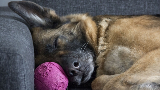 are carrots good for a leonberger