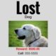 what to do if your dog goes missing