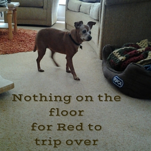 caring for an aging dog in a clutter free home