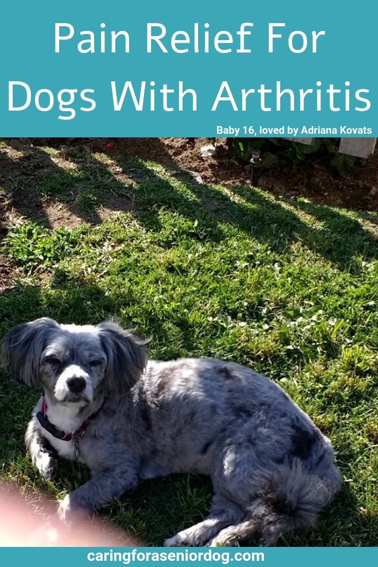 Pain Relief for Dogs With Arthritis Caring for a Senior Dog