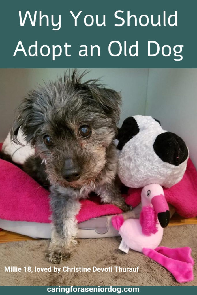 Why You Should Adopt an Old Dog