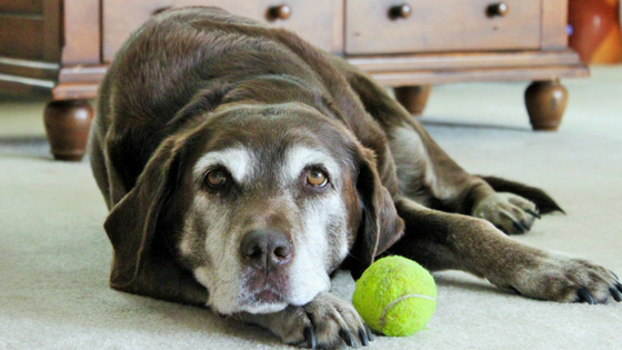 arthritis in a dog what you need to know