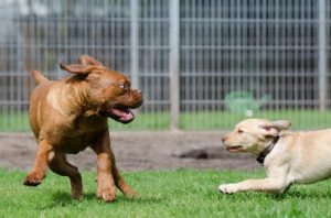 dogs playing in fenced in park