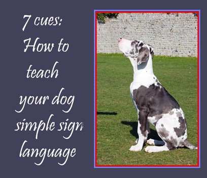 how do i teach my dog sign language