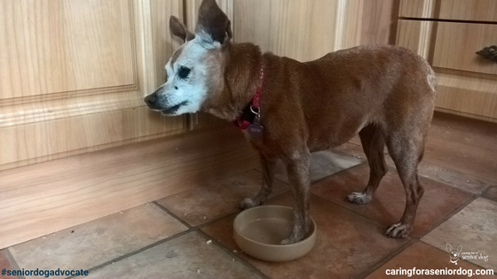 what is the best dog food for senior dogs