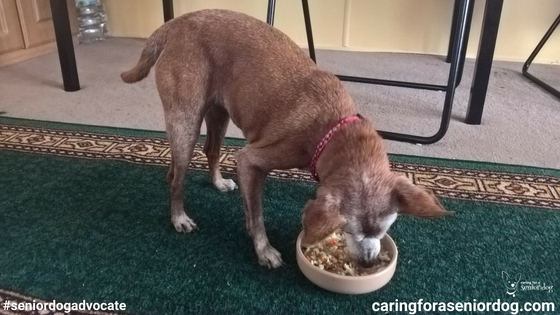 what is the best food for senior dogs