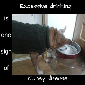 Excessive drinking one sign of kidney disease in dogs