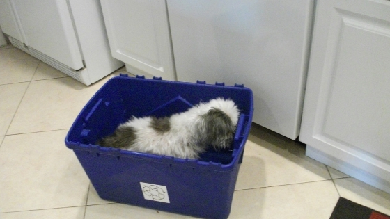 we gave Josephine a bath in a new recycle bin