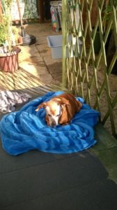 Red drying off in the sun