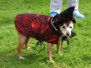 ways to keep a dog safe on Halloween