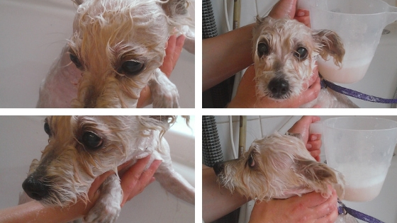 how to groom an old dog