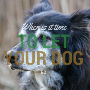 when is it time to let your dog go