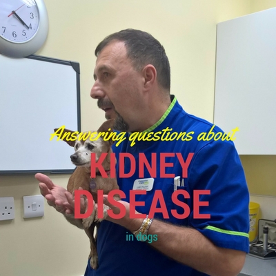 answering questions about kidney disease in dogs