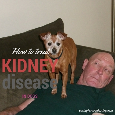 how to treat kidney disease in dogs