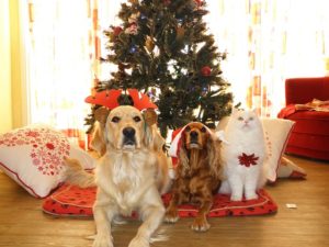 pets in front of Christmas tree