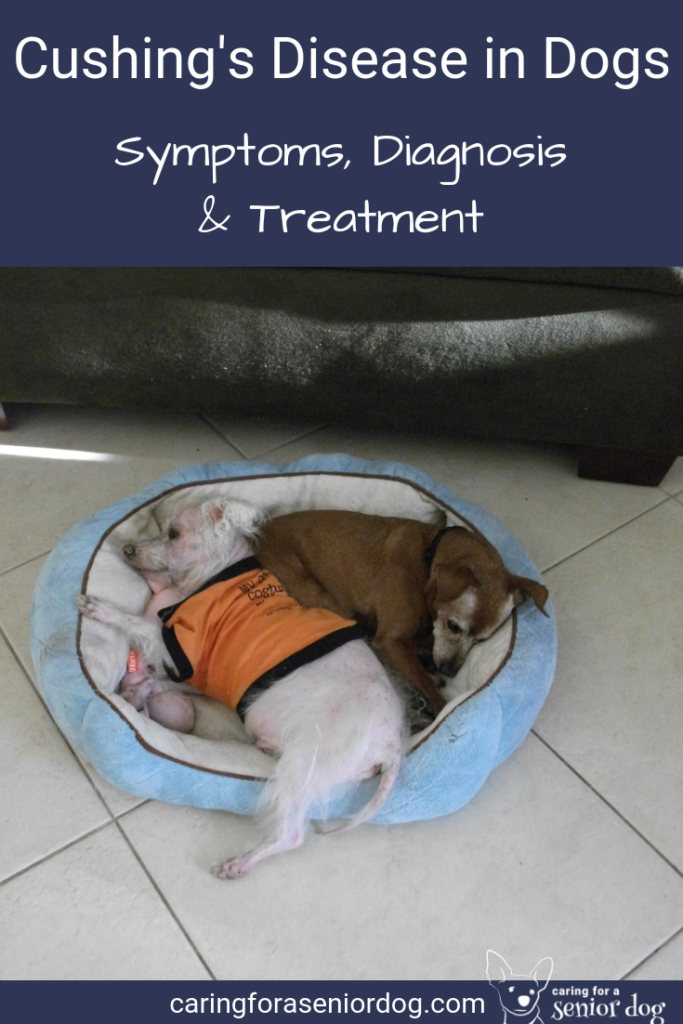 Cushing's Disease In Dogs Cost at Ava McCaffrey blog