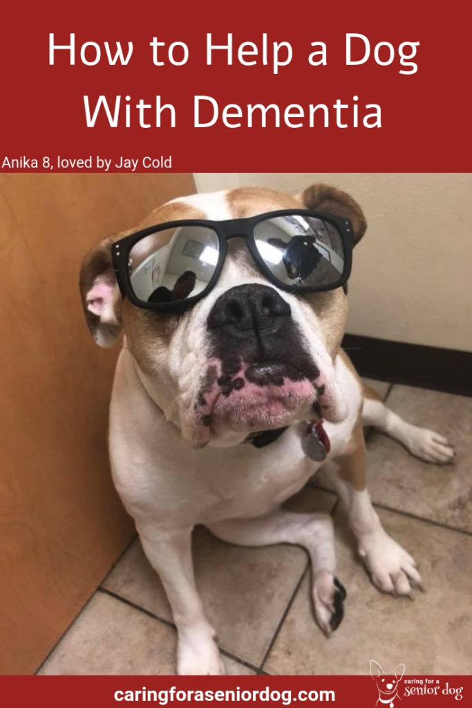 Everything You Need To Know About Dementia In A Dog Caring for a