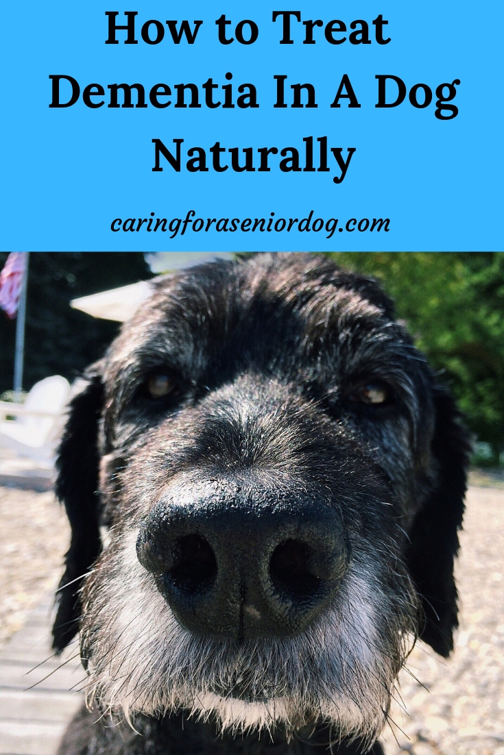 How to treat dementia in a dog naturally