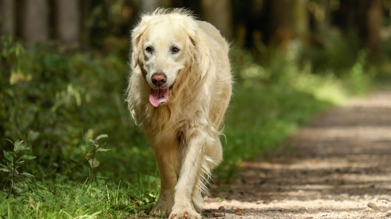 how to help dog with dementia sleep