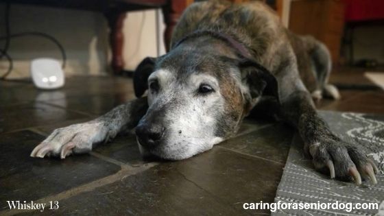 My top tips for making your home senior dog friendly