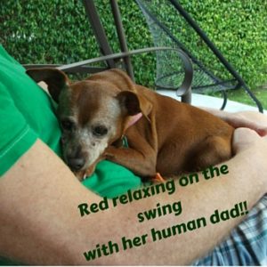 Red relaxing on the swing with her human dad