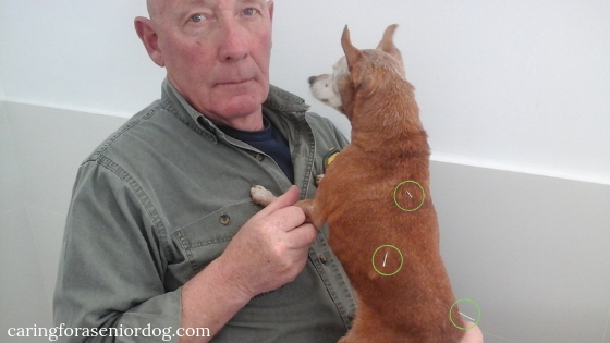 Treating dementia in dogs using acupuncture