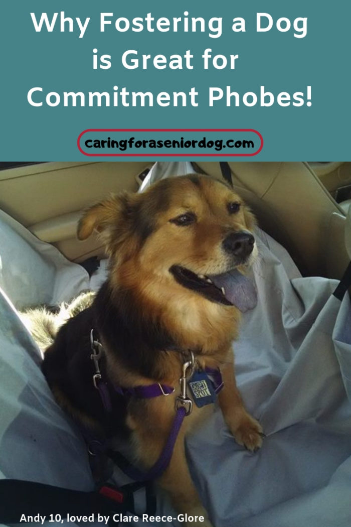 Why fostering a dog is great for commitment phobes