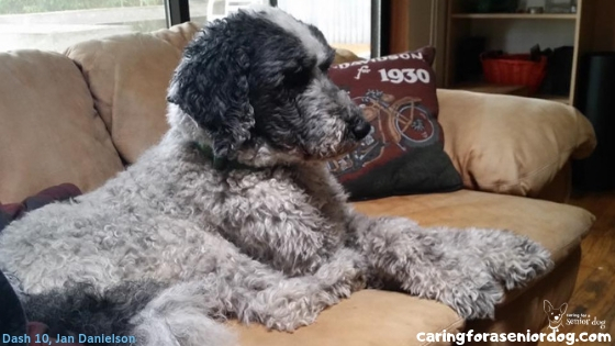 Why fostering a senior dog is great for commitment phobes