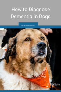 diagnosing dementia in dogs