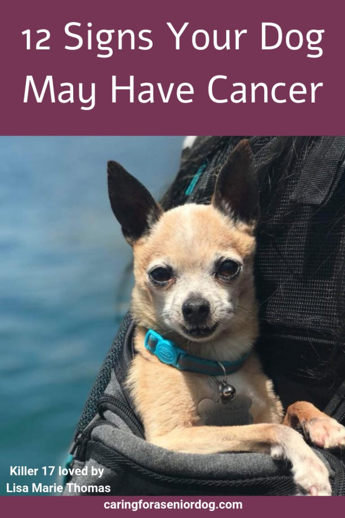 12 signs your dog may have cancer2